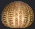 Echinus melo (lateral)