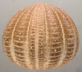 Echinodermata (echinoderms)