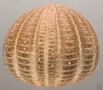Echinus melo (lateral)