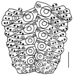 Paracentrotus lividus (oral ambulacral plates)