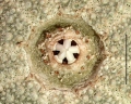 Echinodermata (echinoderms)