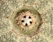 Psammechinus microtuberculatus (peristome)