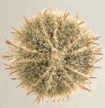 Echinodermata (echinoderms)