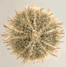 Psammechinus microtuberculatus (aboral)