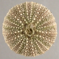 Echinodermata (echinoderms)