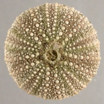 Psammechinus miliaris (aboral)