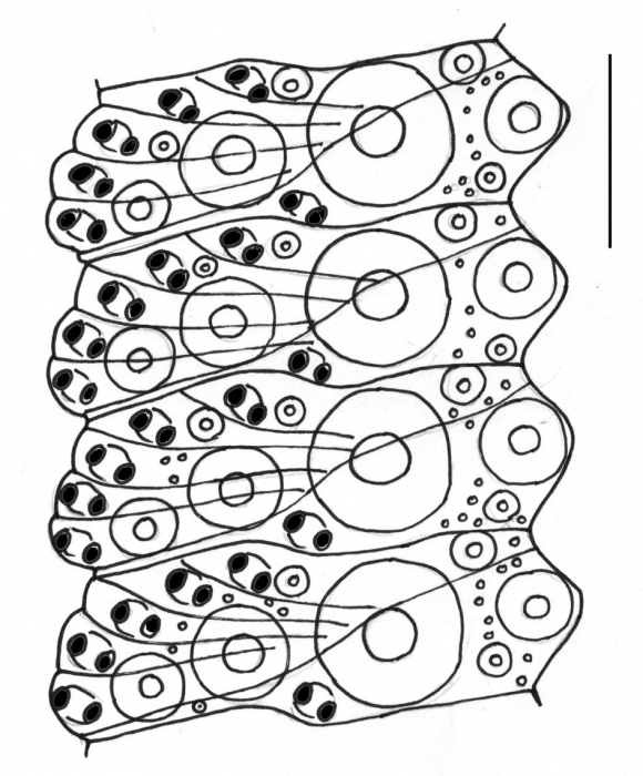 Strongylocentrotus droebachiensis (ambulacral plates) Strongylocentrotus droebachiensis (ambulacral plates)