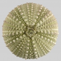 Echinodermata (echinoderms)