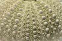 Strongylocentrotus droebachiensis (aboral, close-up)