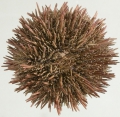 Echinodermata (echinoderms)