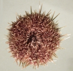 Echinoidea (sea urchins)