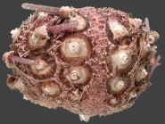 Plesiodiadema antillarum (lateral)