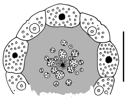 Plesiodiadema antillarum (apical system)