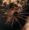 Centrostephanus longispinus (in situ)