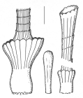 Centrostephanus longispinus (spines)