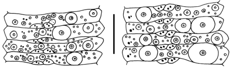 Calveriosoma hystrix (ambulacral plates)