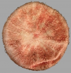 Calveriosoma hystrix (aboral)