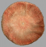 Calveriosoma hystrix (oral)