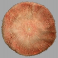 Echinodermata (echinoderms)