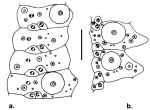 Hygrosoma petersii (ambulacral plates)
