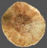 Sperosoma grimaldii (oral)