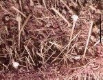 Sperosoma grimaldii (spines)