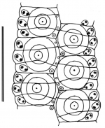 Caenopedina cubensis (ambulacral plates)