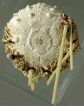 Caenopedina cubensis (aboral)