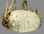 Caenopedina cubensis (lateral)
