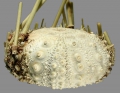 Echinodermata (echinoderms)