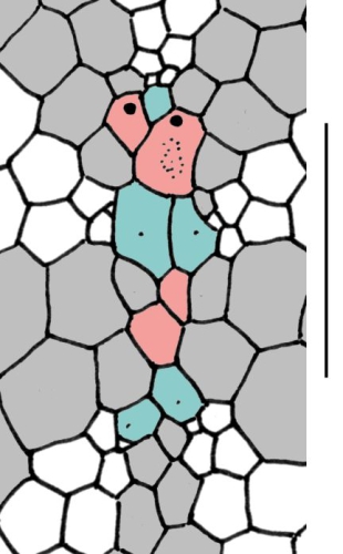 Calymne relicta (apical system)