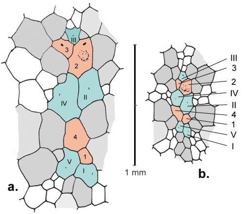 Calymne (apical system)