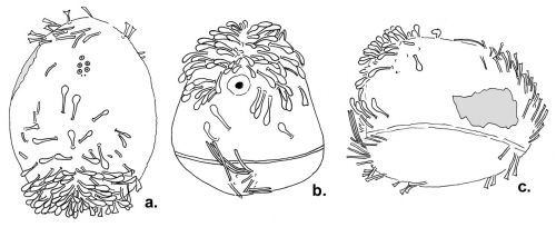 Calymne relicta (spination)