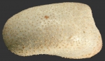 Plexechinus hirsutus (lateral)