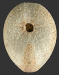 Plexechinus hirsutus (oral)