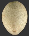 Plexechinus hirsutus (aboral)