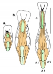 Echinosigra phiale (oral plate patterns)