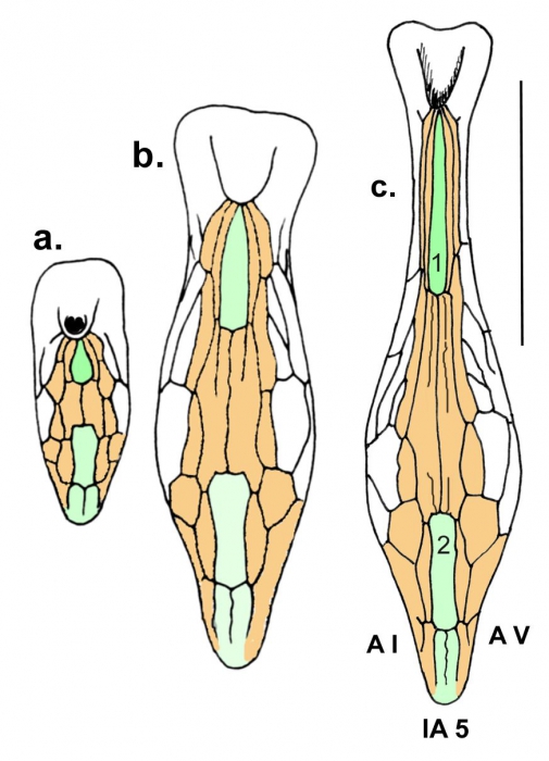 Echinosigra phiale (oral plate patterns)