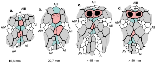 Echinosigra phiale (ontogeny of apical system)