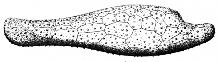 Echinosigra phiale (lateral)
