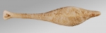 Echinosigra phiale (oral)