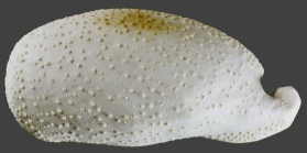 Pourtalesia alcocki (lateral)
