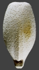 Pourtalesia alcocki (aboral)