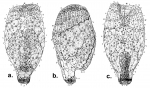 Pourtalesia jeffreysi (test)