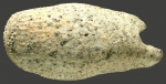 Pourtalesia jeffreysi (lateral)