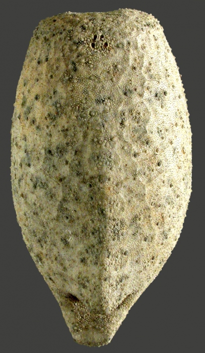 Pourtalesia jeffreysi (aboral)
