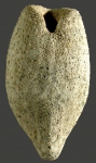 Pourtalesia jeffreysi (oral)