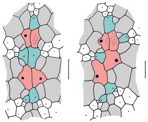 Urechinus (apical systems)