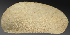 Urechinus naresianus (lateral)