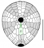 Urechinus naresianus (oral plating)